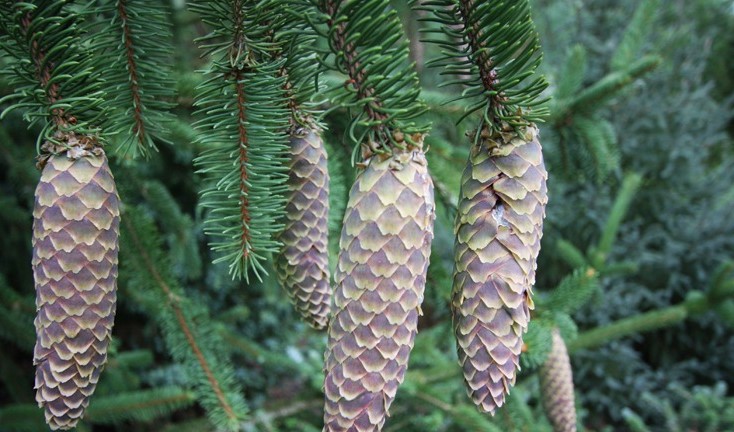 Ель обыкновенная Кранстони